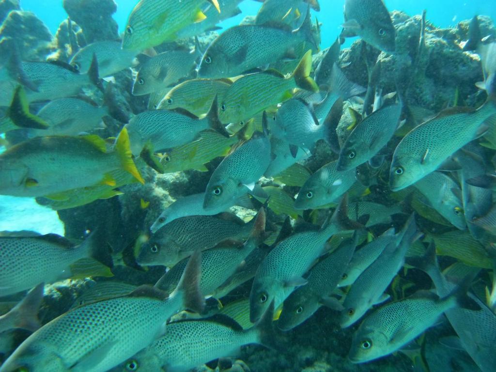בליז סיטי Shaka Caye All Inclusive Resort מראה חיצוני תמונה